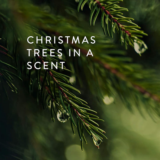 Thymes Pine Needle Petite Reed Diffuser