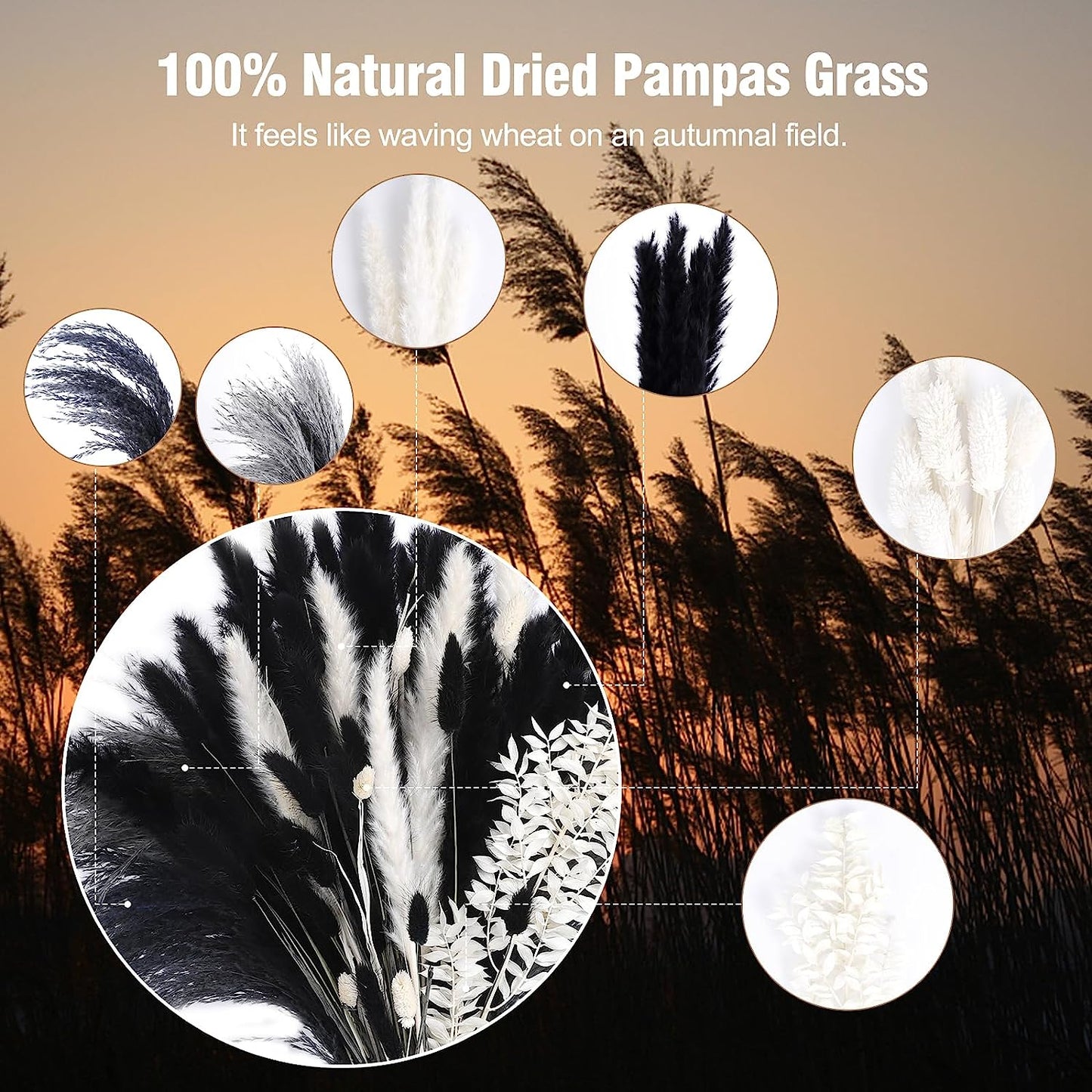 102PCS Black Pampas Grass